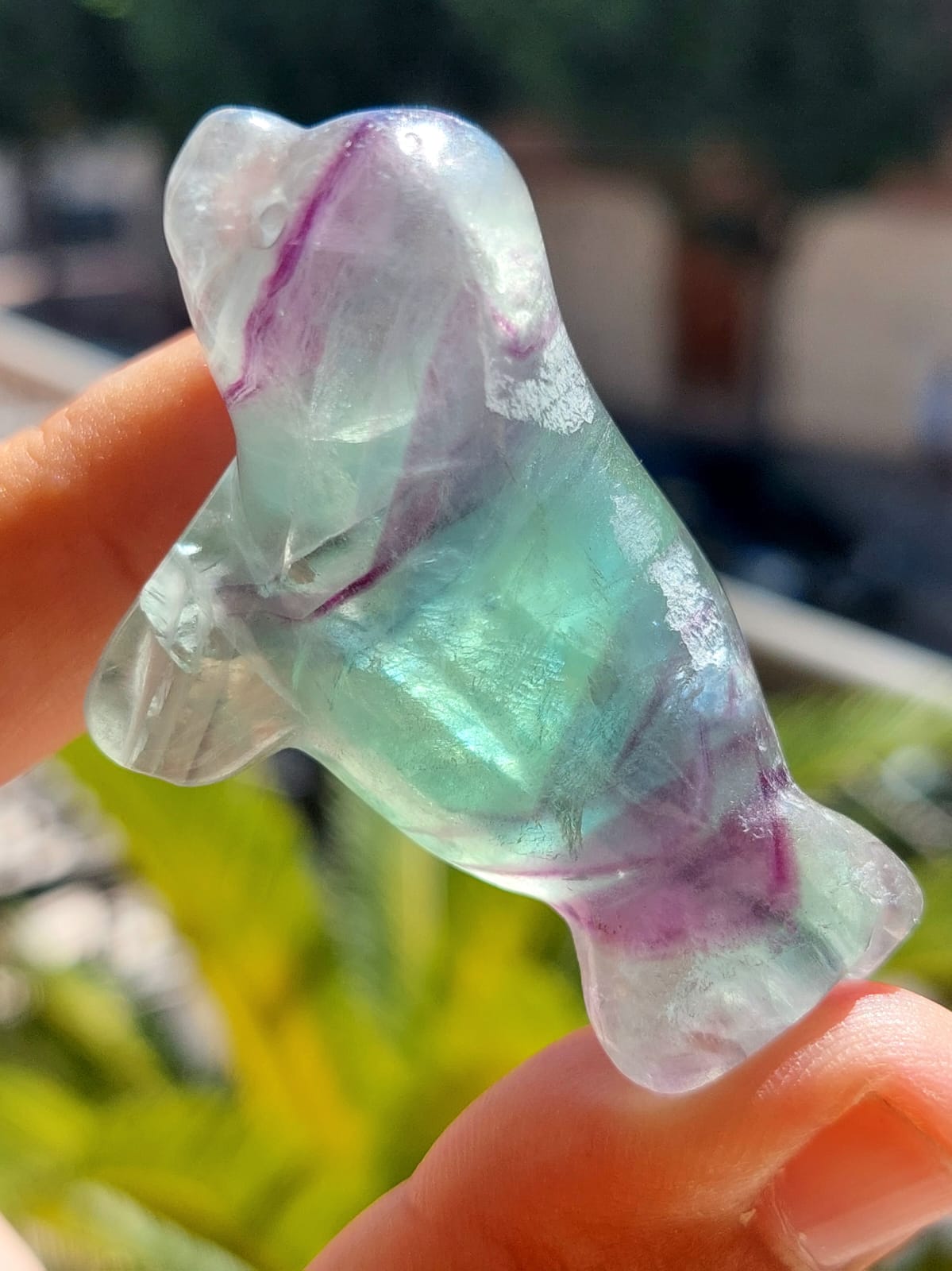 Fluorite foca - 5 cm