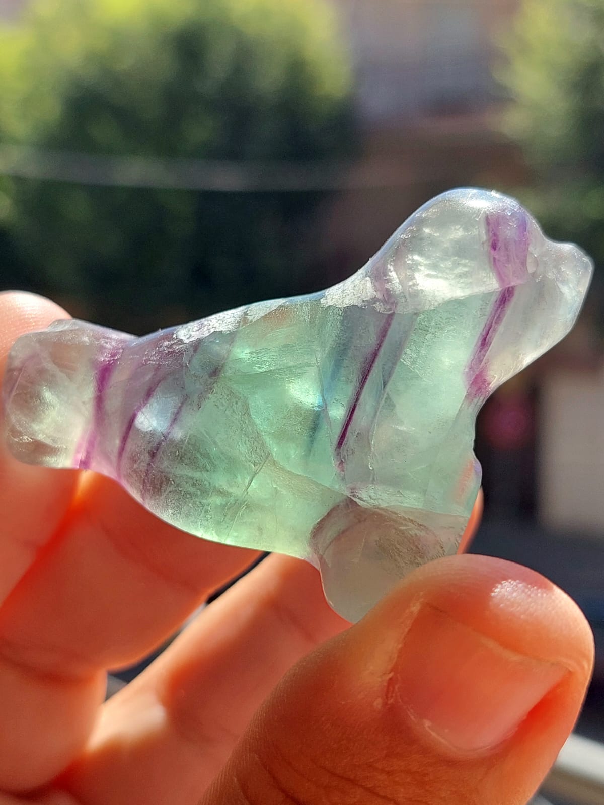 Fluorite foca - 5 cm